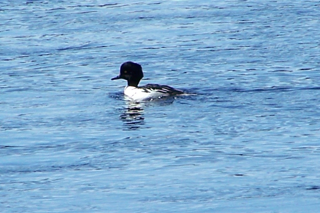 Common Goldeneye x Hooded Merganser (hybrid) - ML643311657