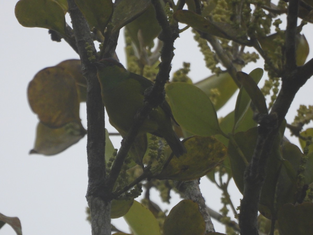 Chestnut-breasted Chlorophonia - ML643311659