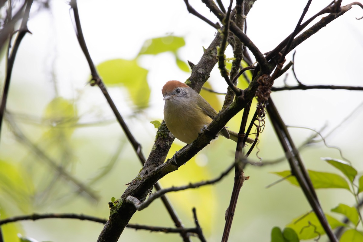 Rufous-crowned Greenlet - ML643311712