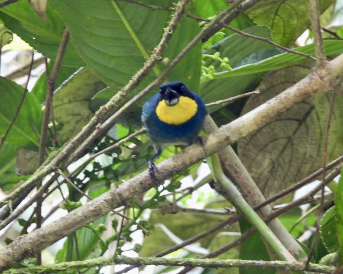 Tangara Capiazul - ML643311717