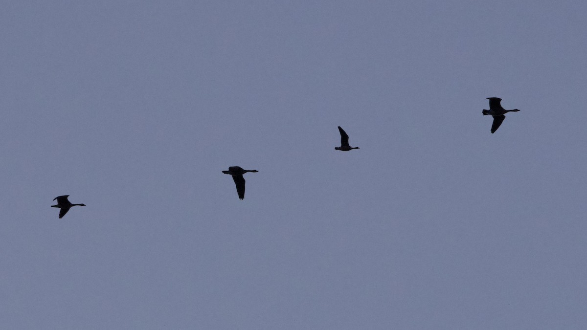 Cackling Goose - ML643311729
