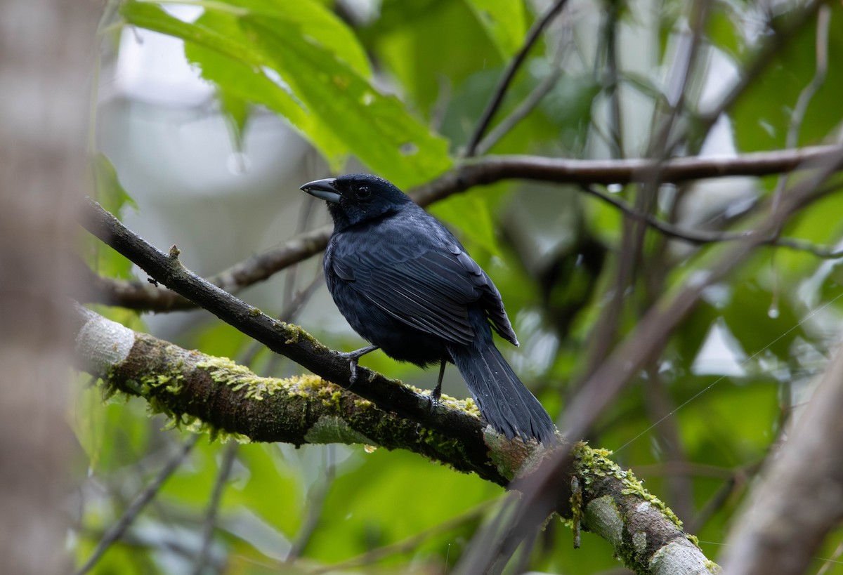 Ruby-crowned Tanager - ML643311738