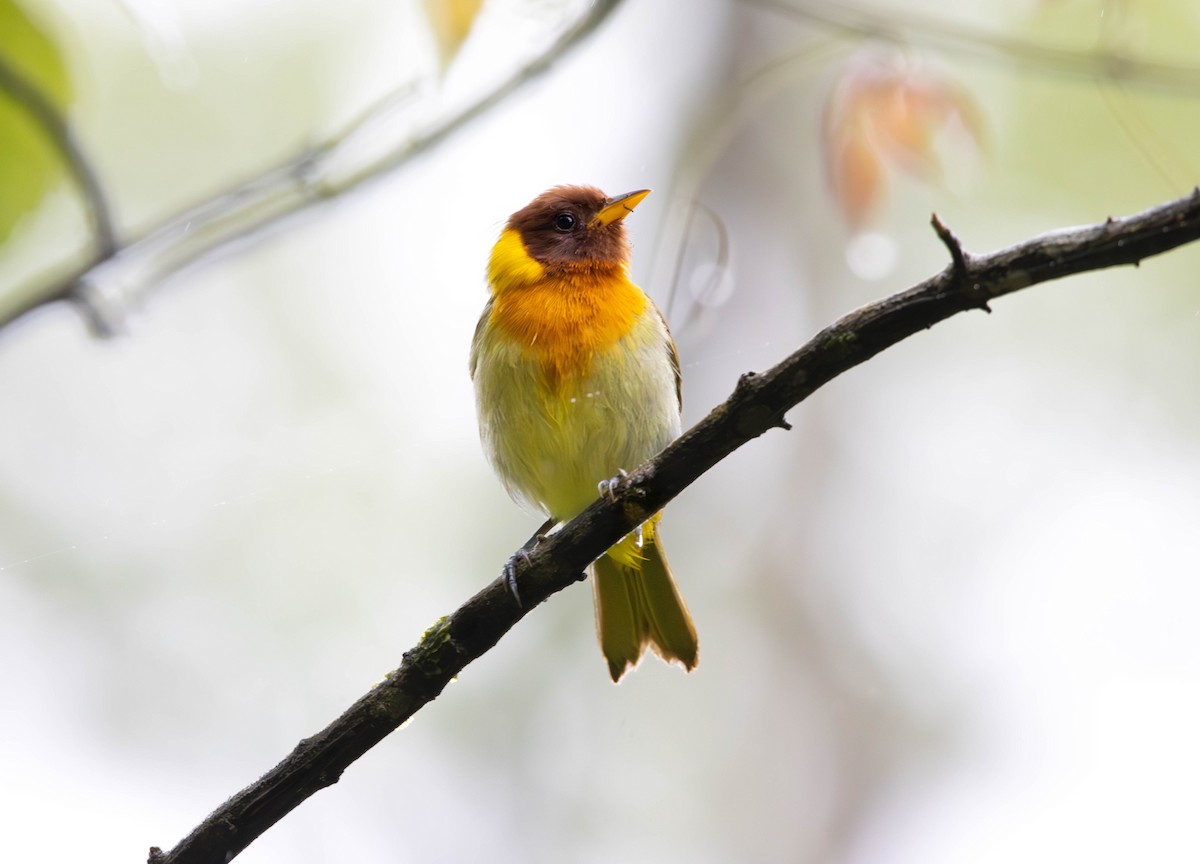 Rufous-headed Tanager - ML643311741