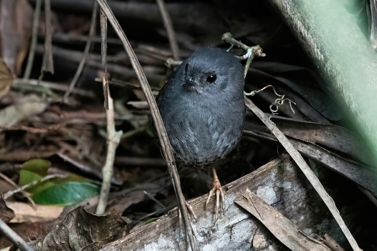 Planalto Tapaculo - ML643311753