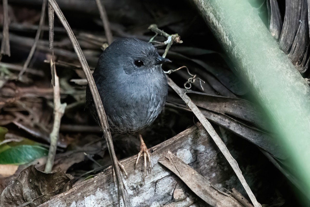 Planalto Tapaculo - ML643311755