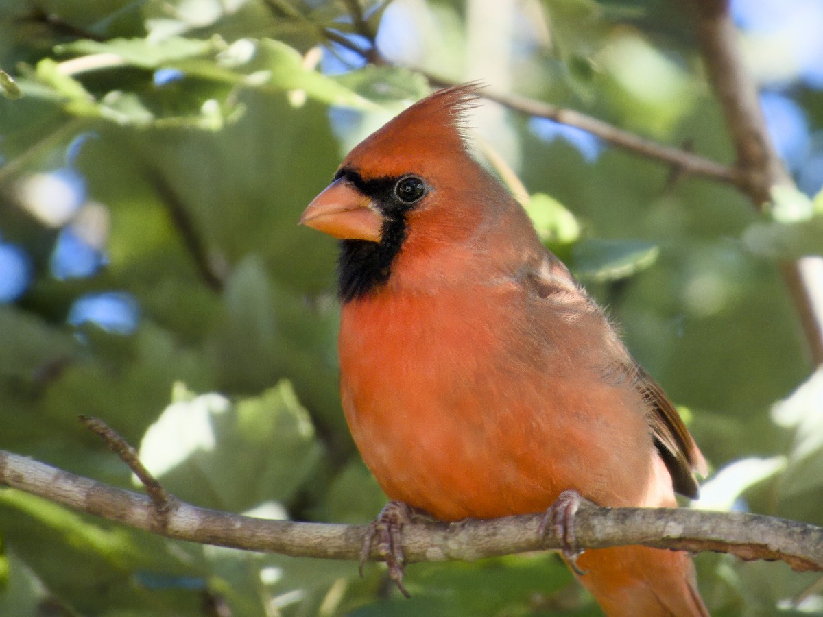 Northern Cardinal - ML643311780