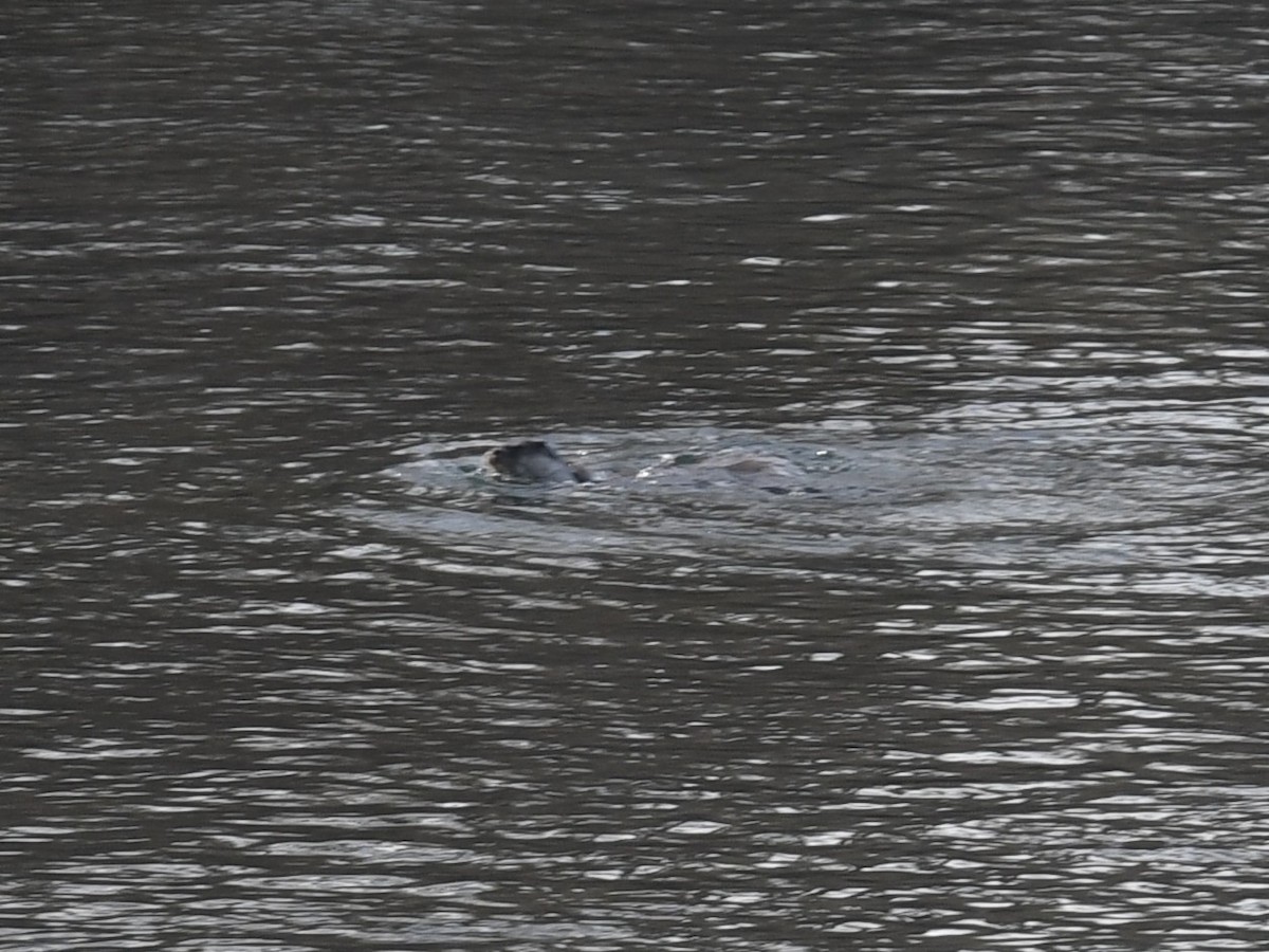 Lontra - ML643311794