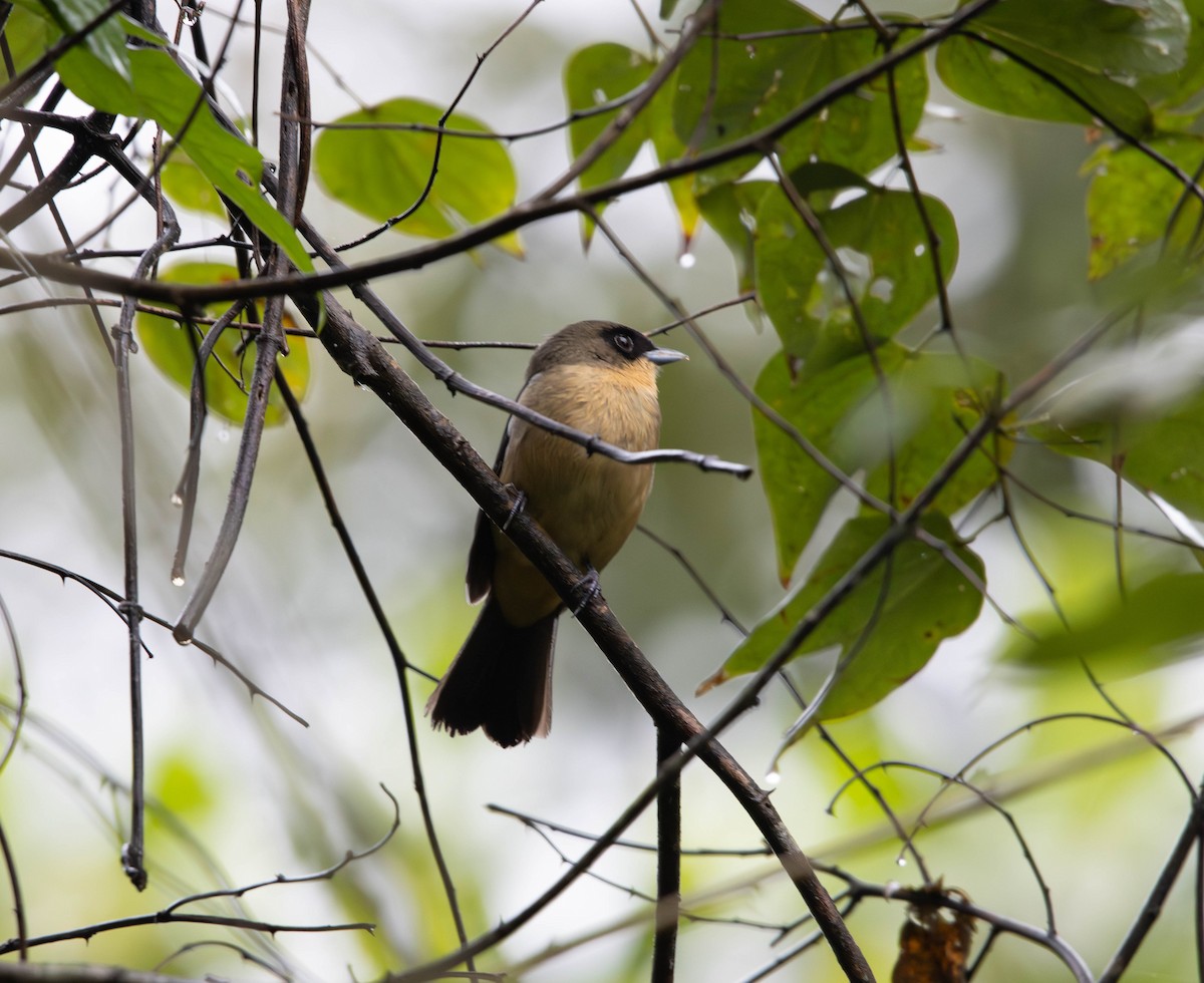 Black-goggled Tanager - ML643311799
