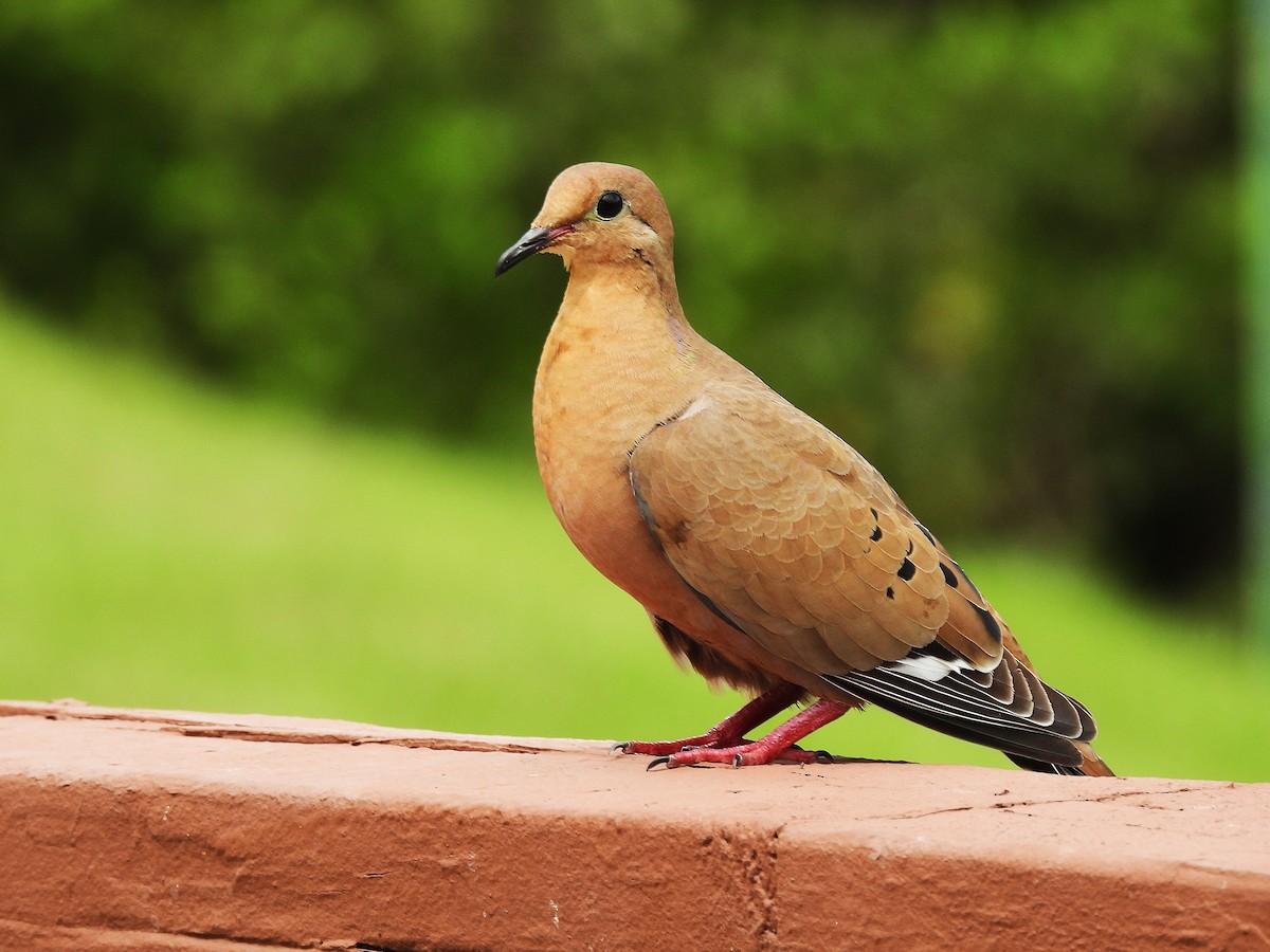 Zenaida Dove - ML643311813