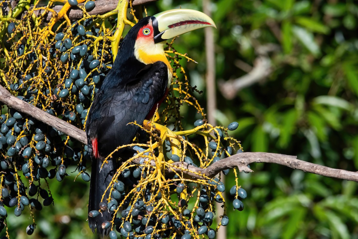 Red-breasted Toucan - ML643311818