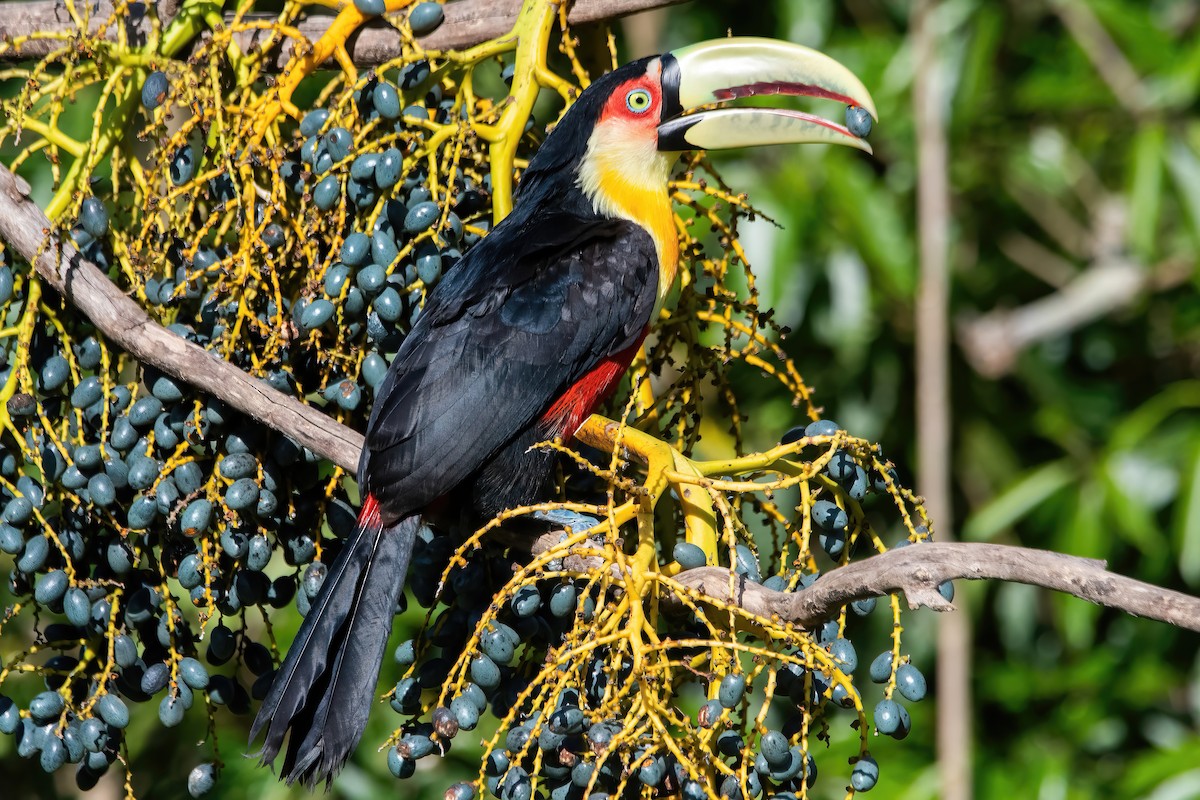 Red-breasted Toucan - ML643311819