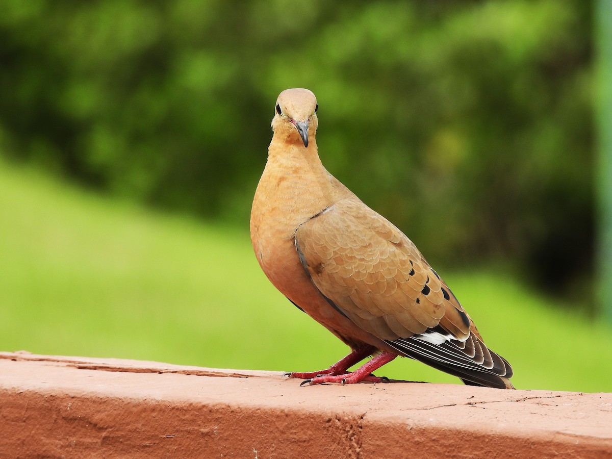 Zenaida Dove - ML643311823