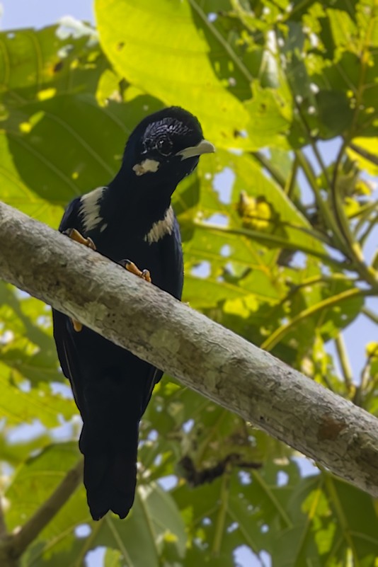 Sulawesi Myna - ML643311866