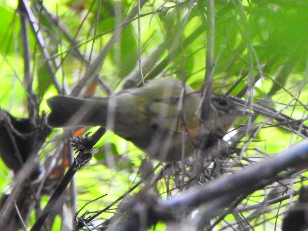 Three-striped Warbler - ML643311888