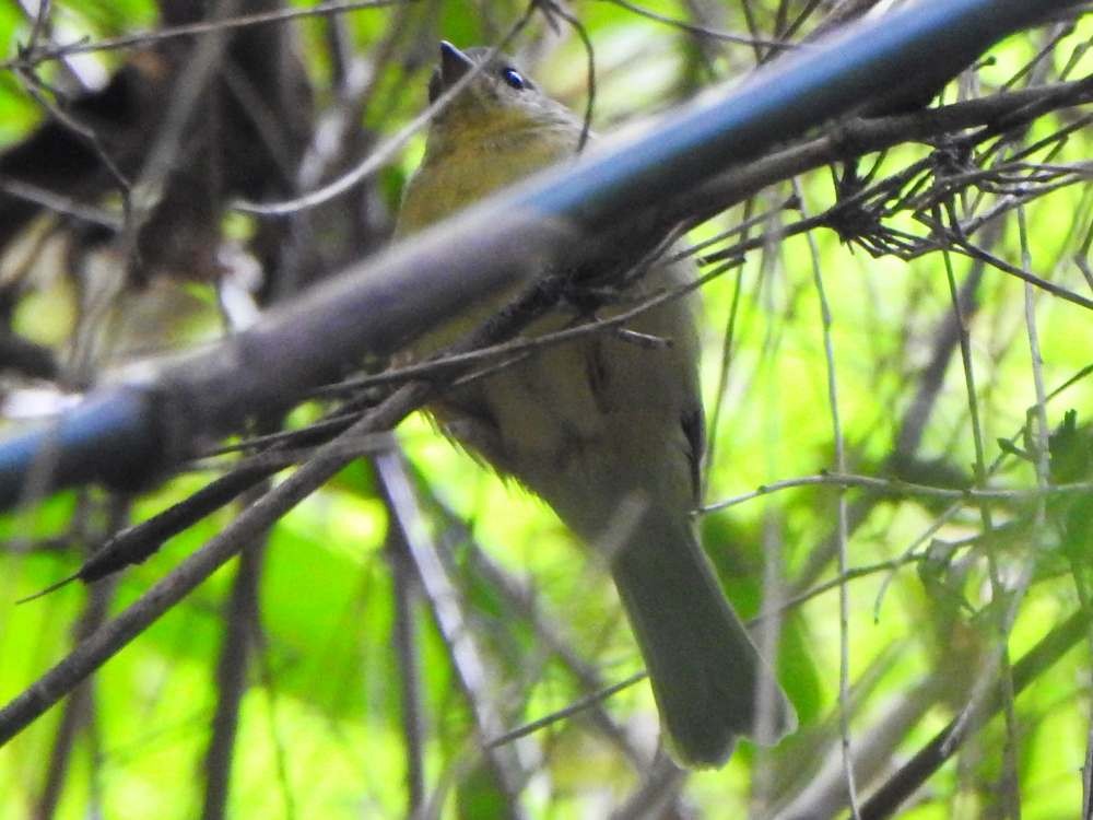 Three-striped Warbler - ML643311899