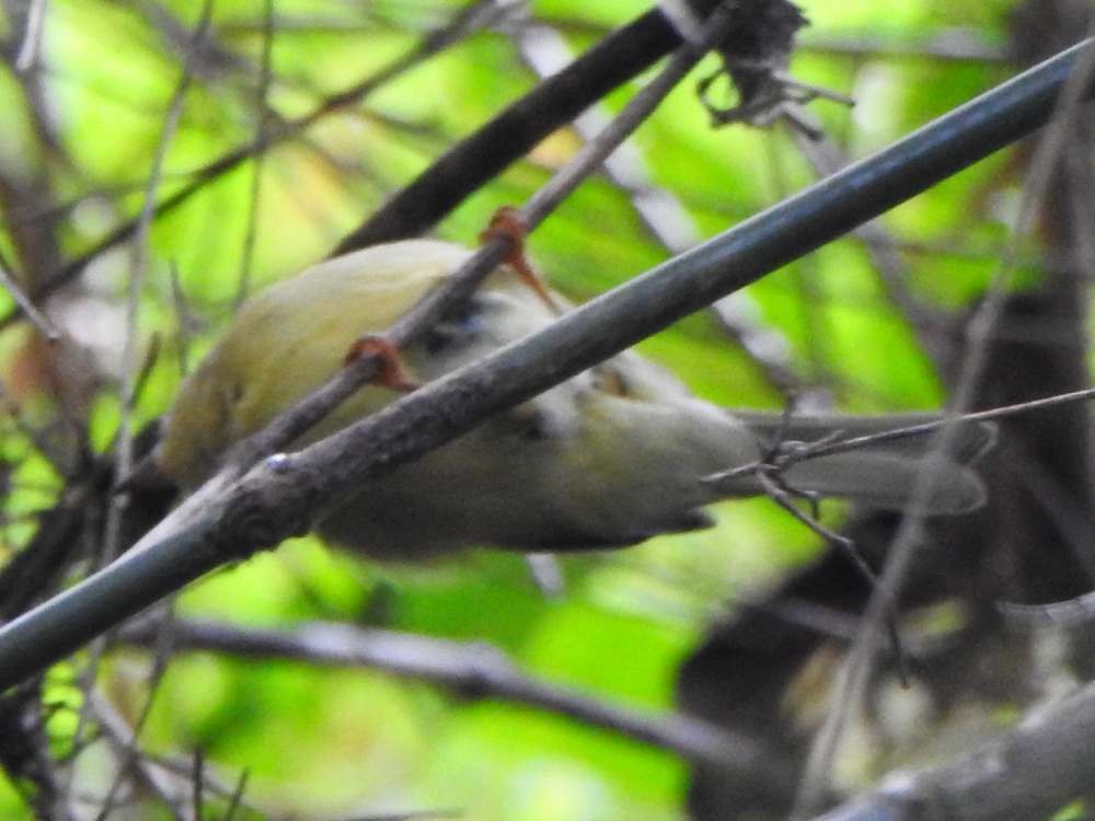 Three-striped Warbler - ML643311912