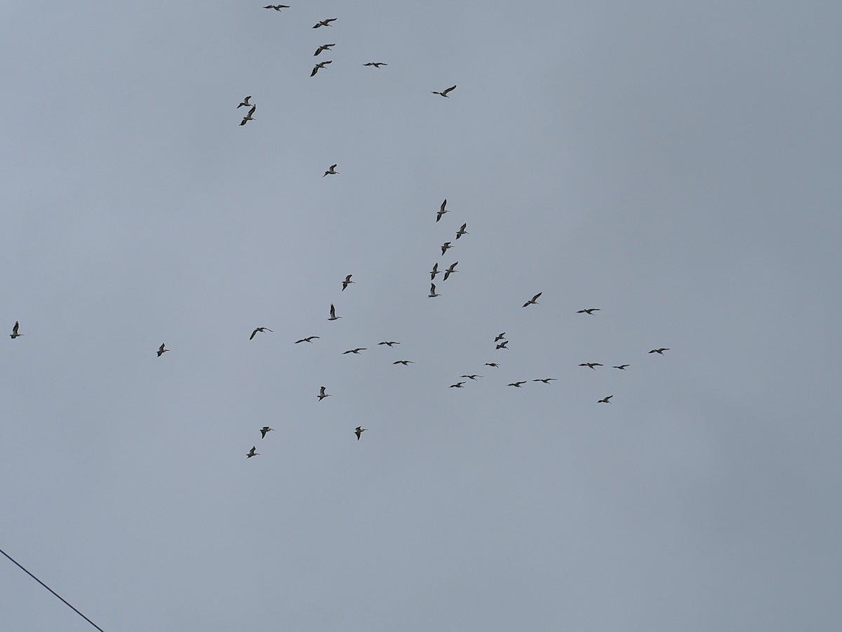 American White Pelican - ML643311949