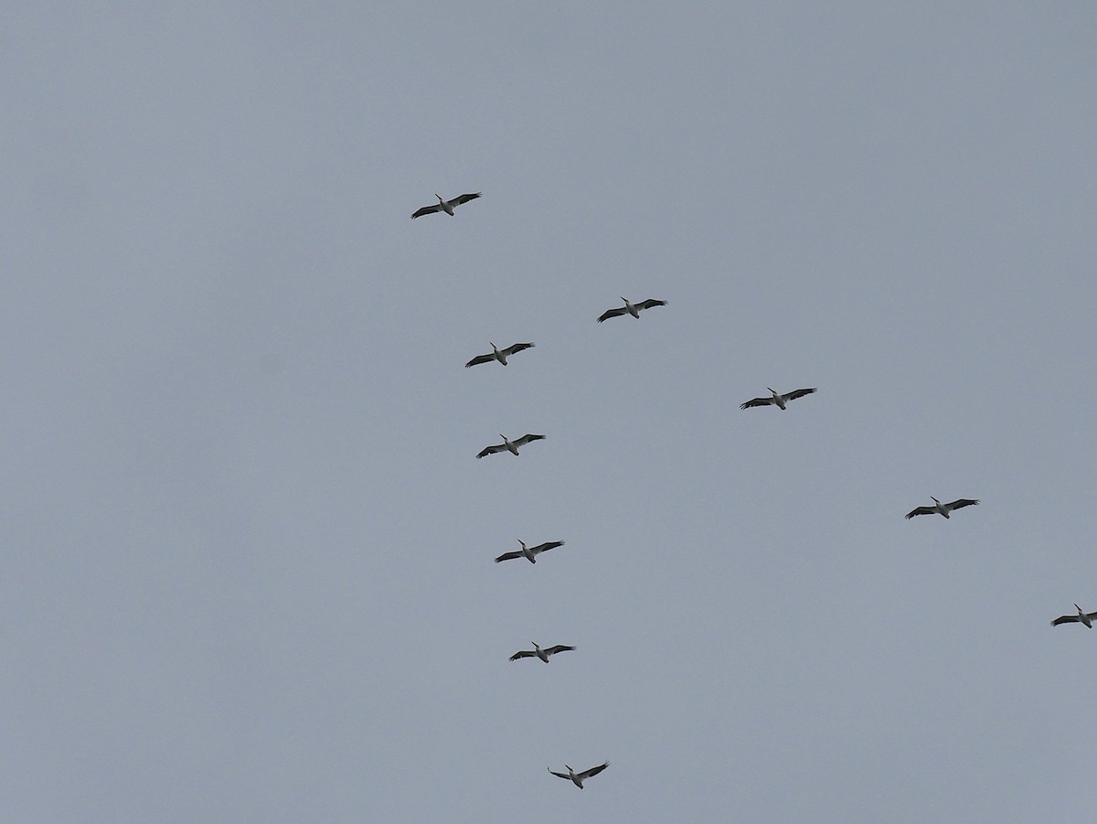 American White Pelican - ML643311950