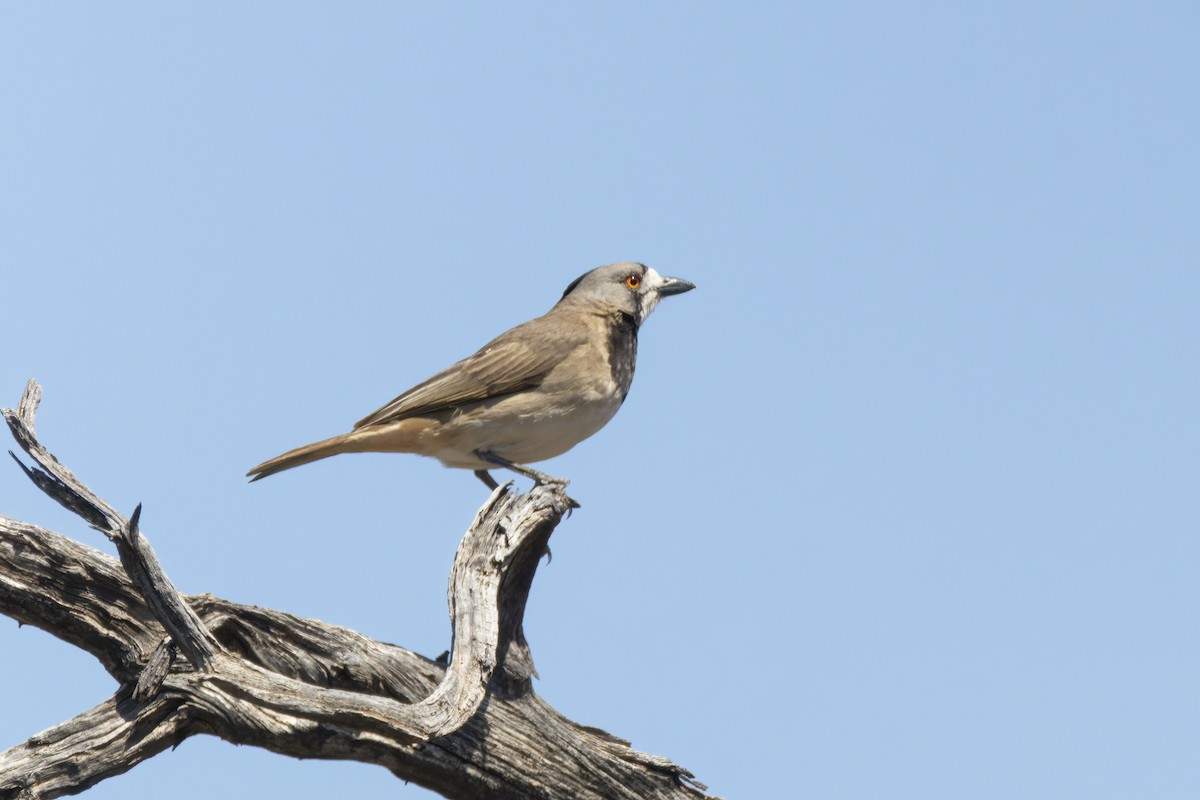 Crested Bellbird - ML643311958