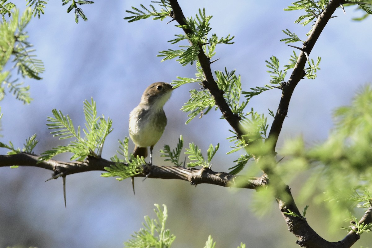 Fulvous-crowned Scrub-Tyrant - ML643311988