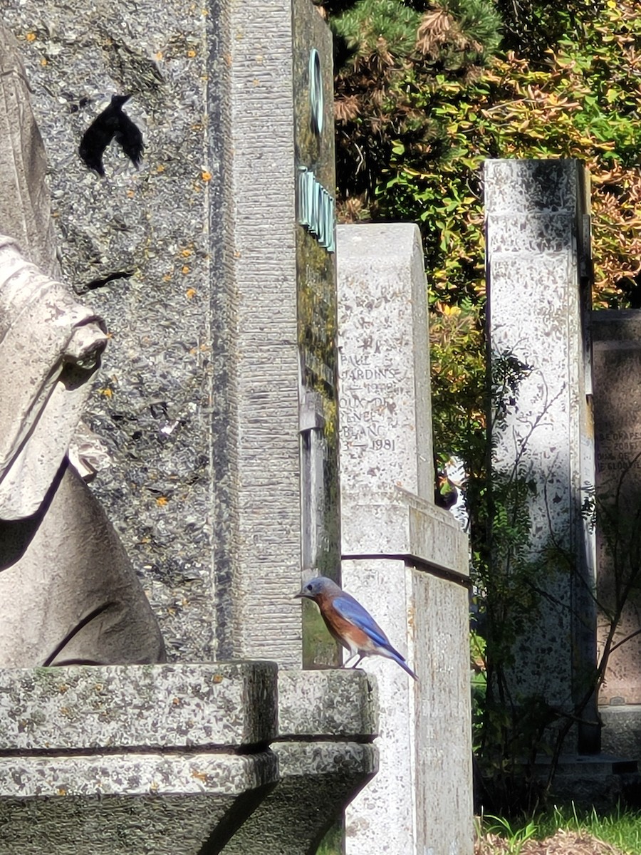 Eastern Bluebird - ML643311989