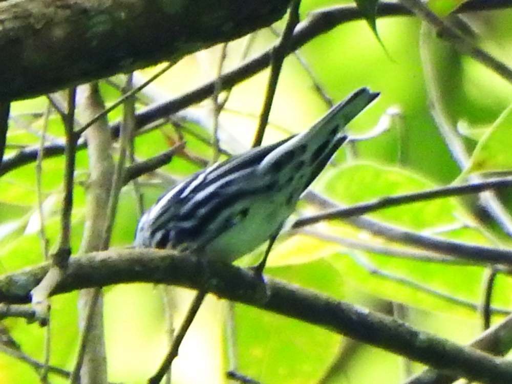 Black-and-white Warbler - ML643311991