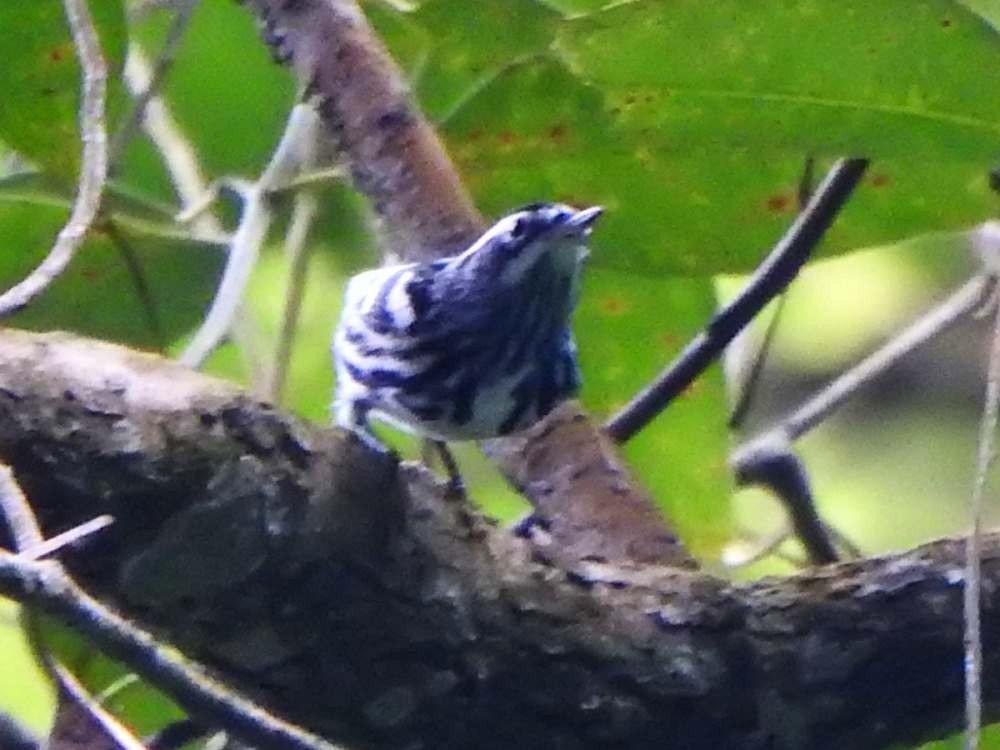 Black-and-white Warbler - ML643311995