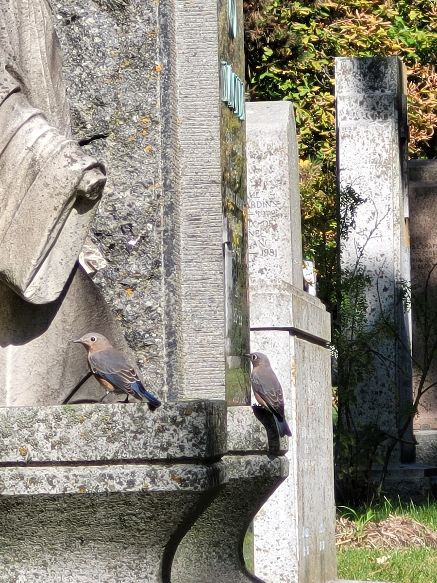 Eastern Bluebird - ML643312019