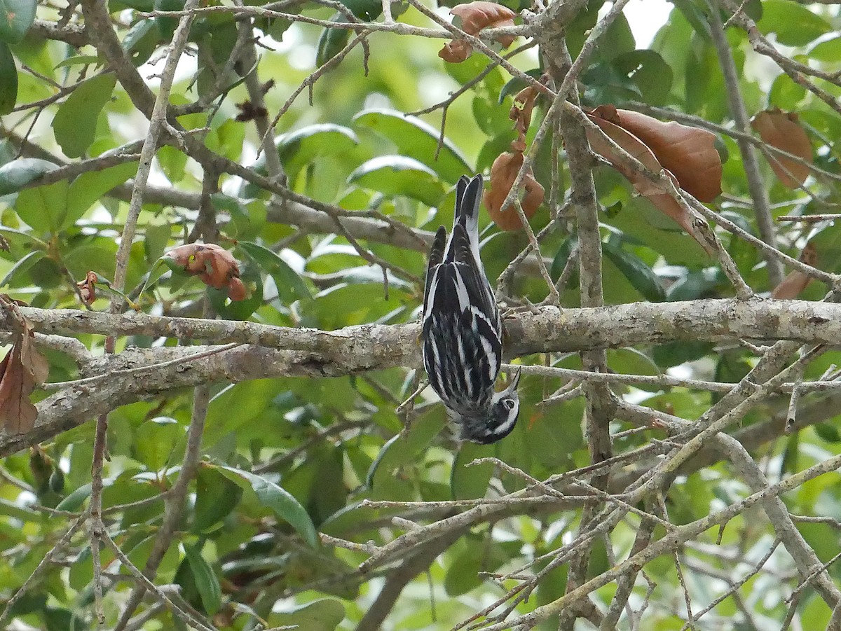 Black-and-white Warbler - ML643312028
