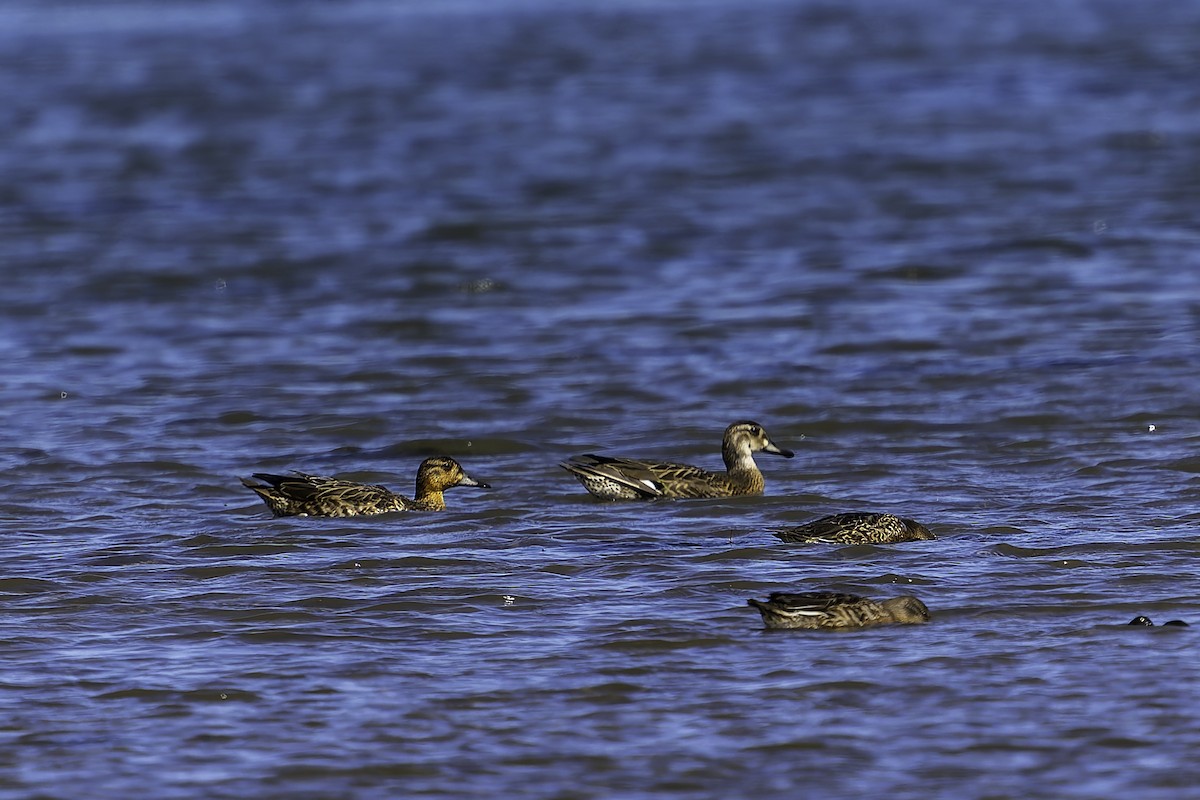 Garganey - ML643312074