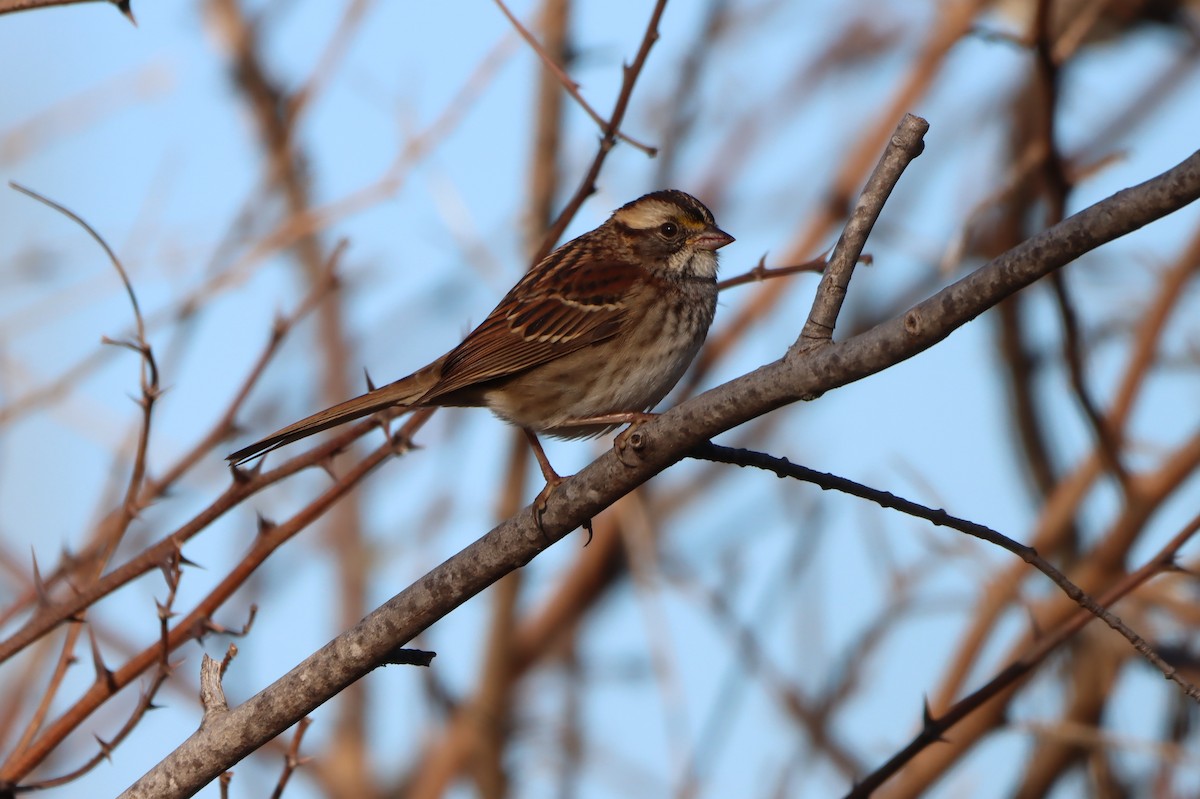 White-throated Sparrow - ML643312075