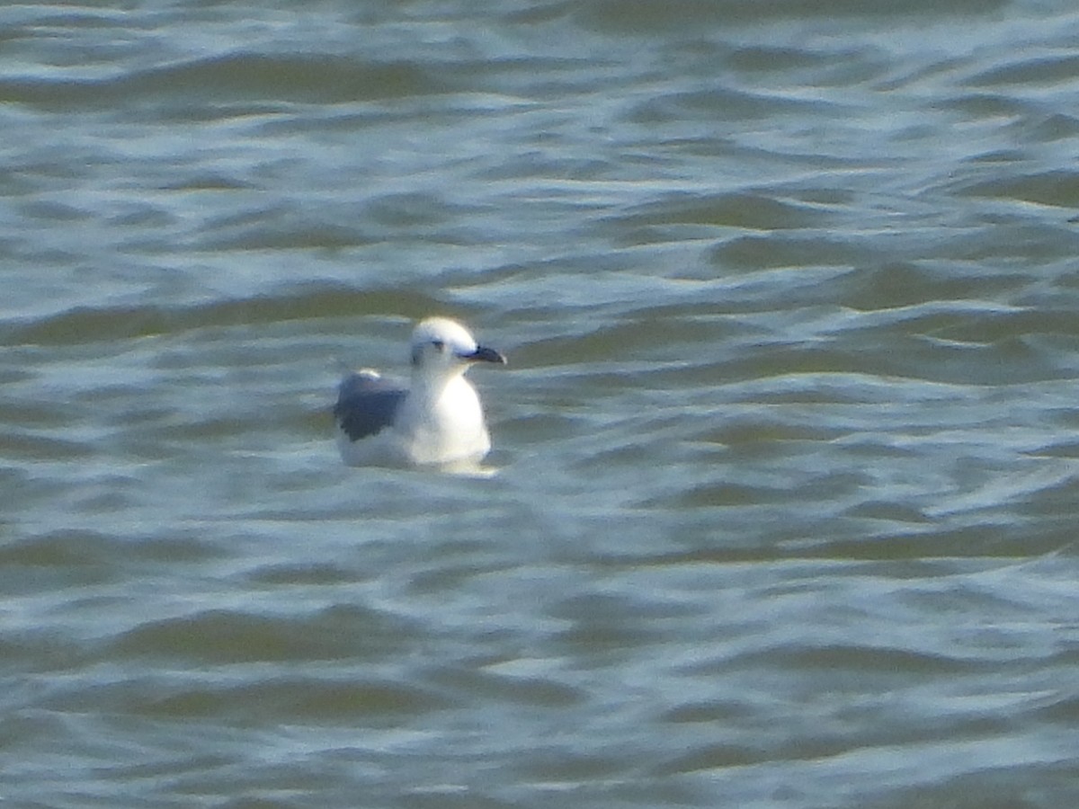 Laughing Gull - ML643312080