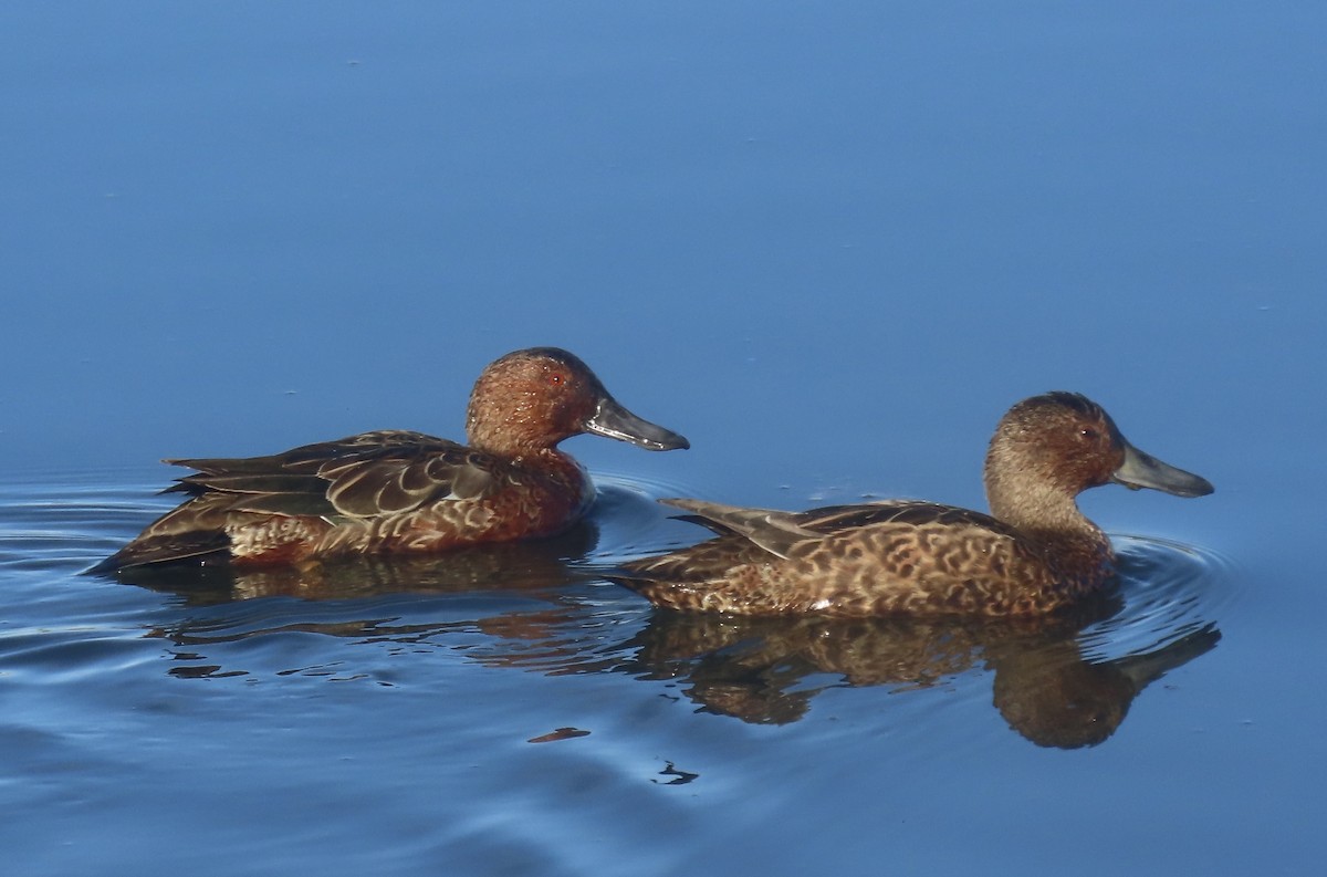 Cinnamon Teal - ML643312103