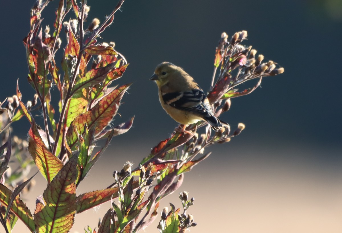 American Goldfinch - ML643312108