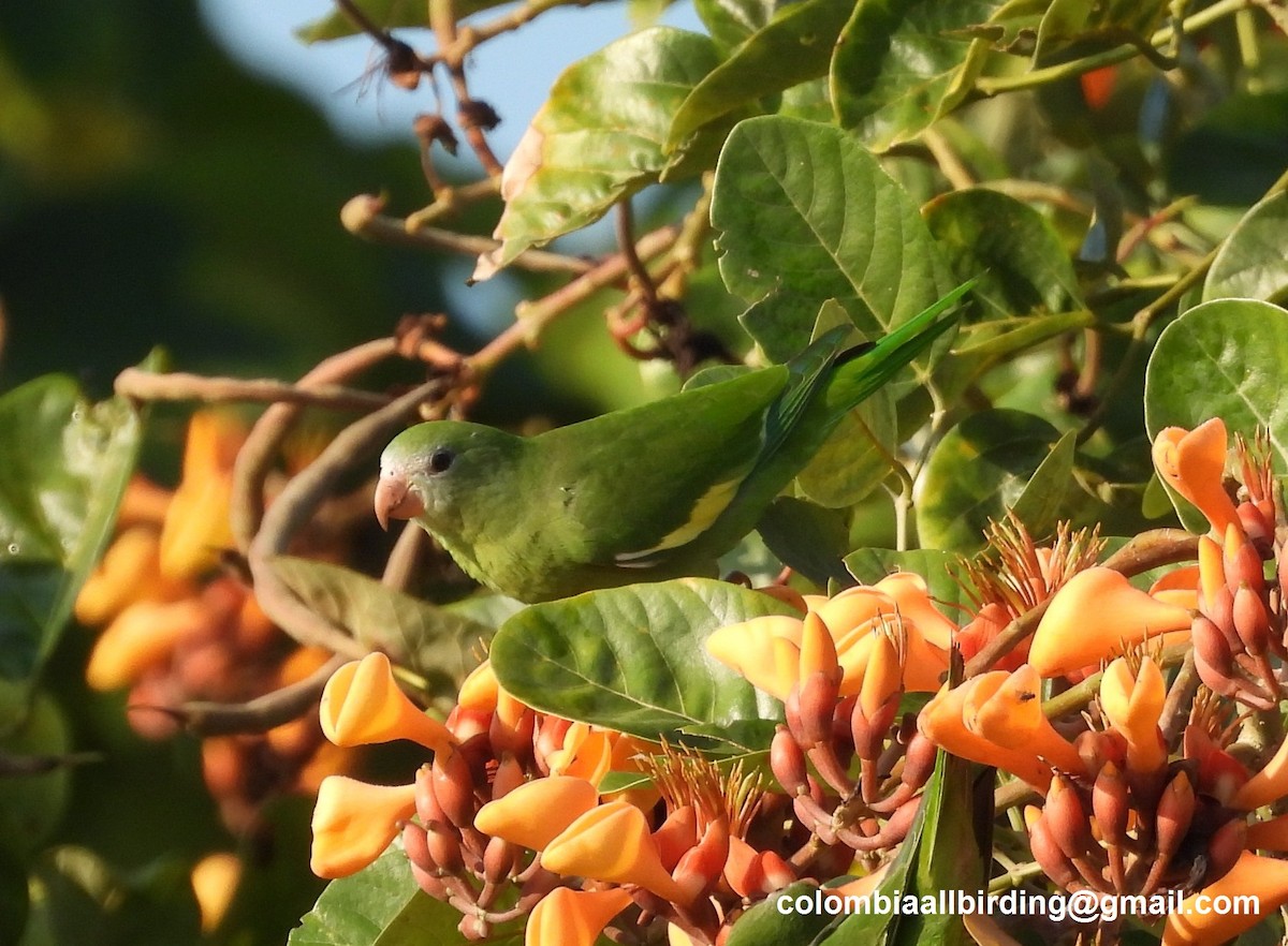 White-winged Parakeet - ML643312109