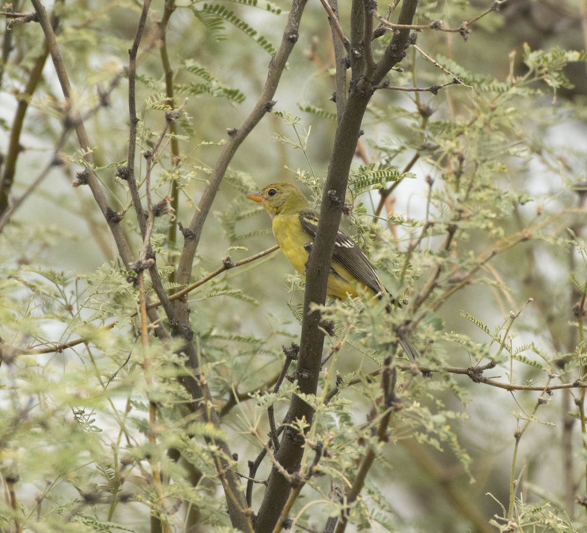 Western Tanager - ML643312115