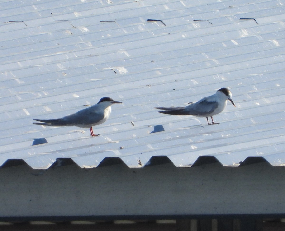 Common Tern - ML643312118