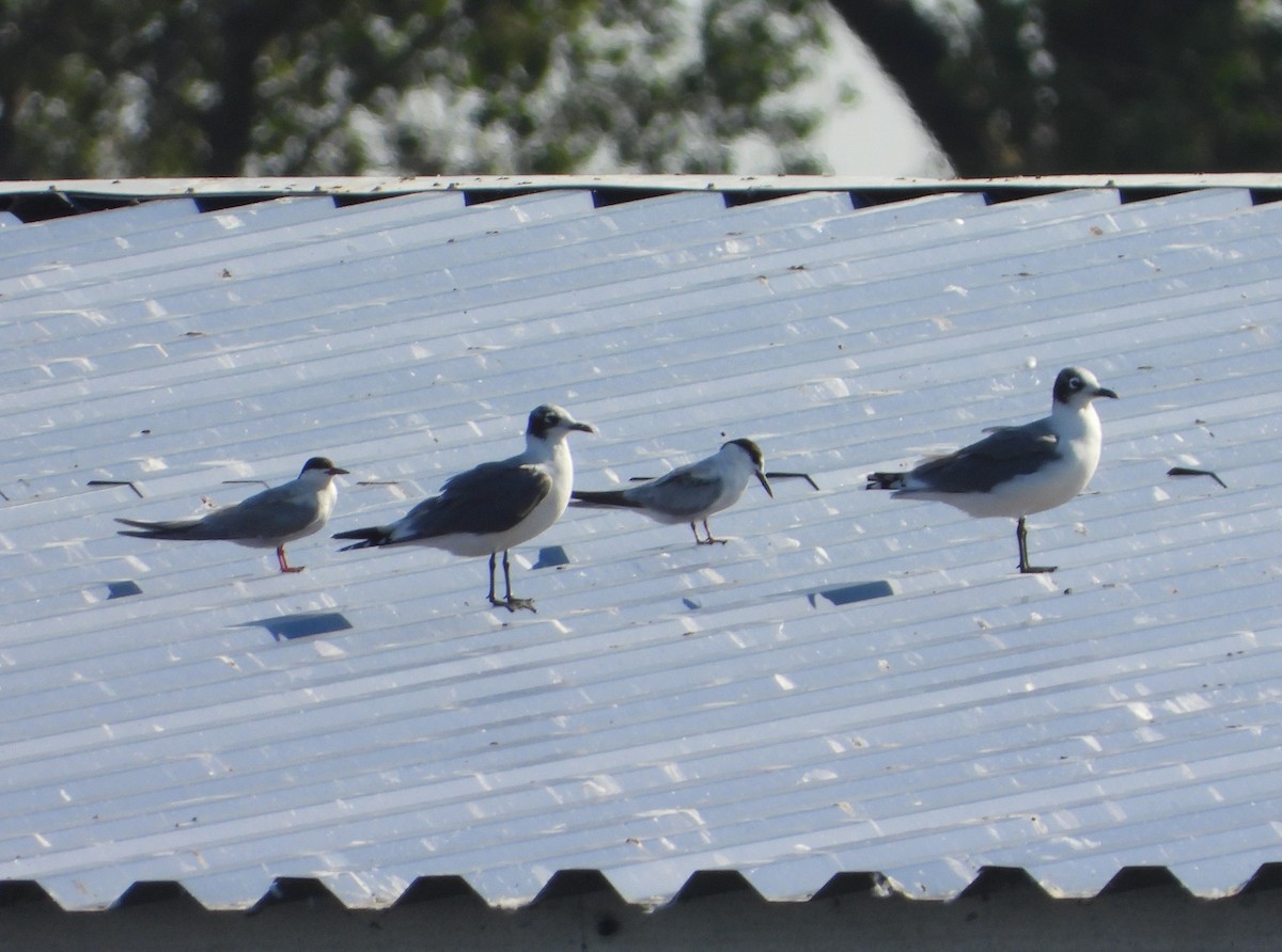 Common Tern - ML643312119