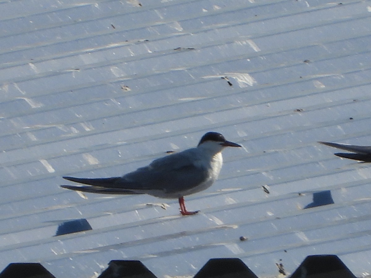 Common Tern - ML643312120