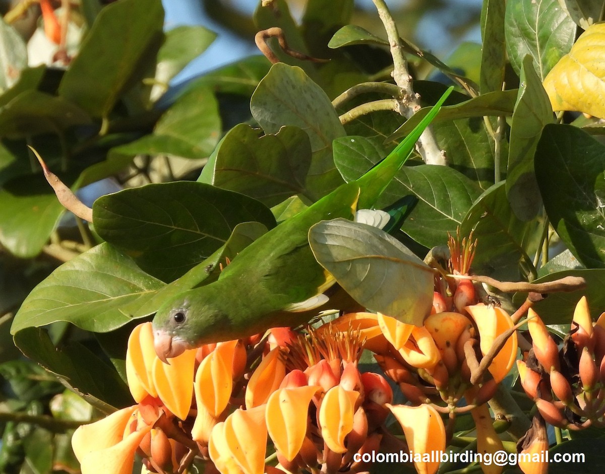 White-winged Parakeet - ML643312121