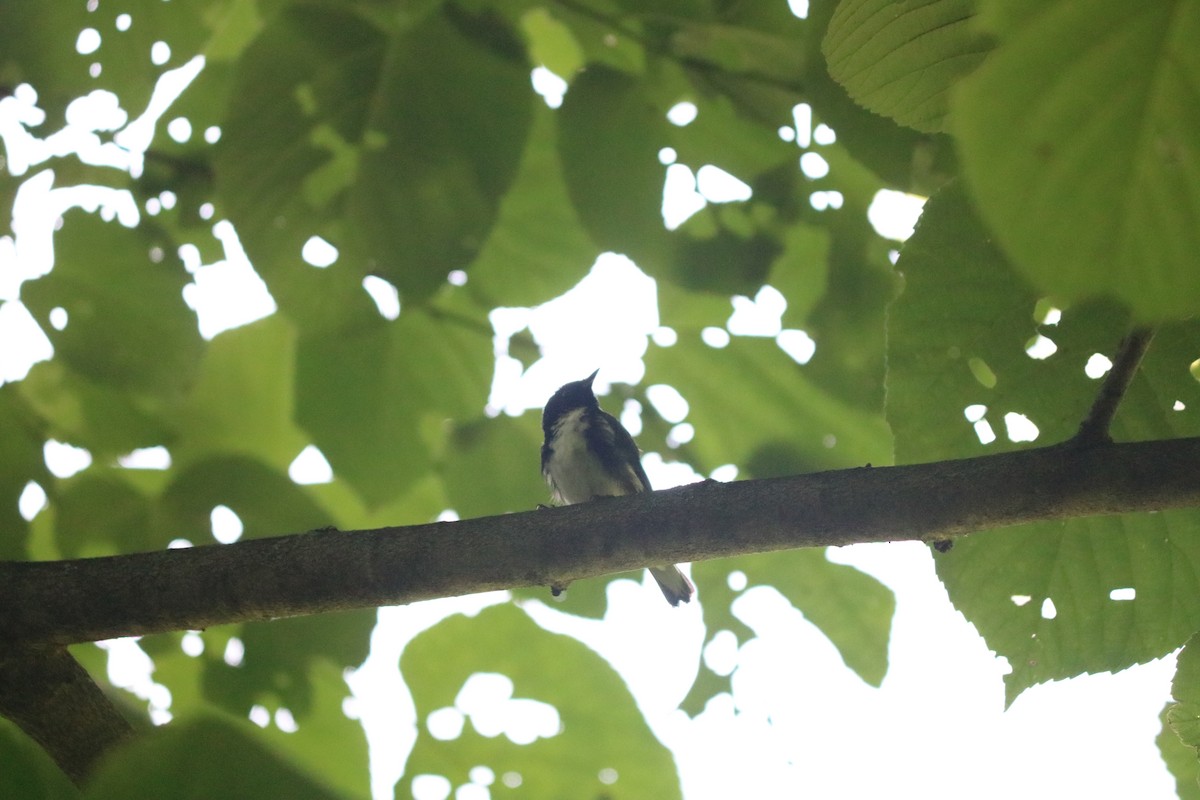 Black-throated Blue Warbler - ML643312126