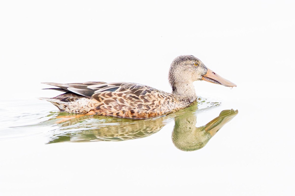 Northern Shoveler - ML643312128