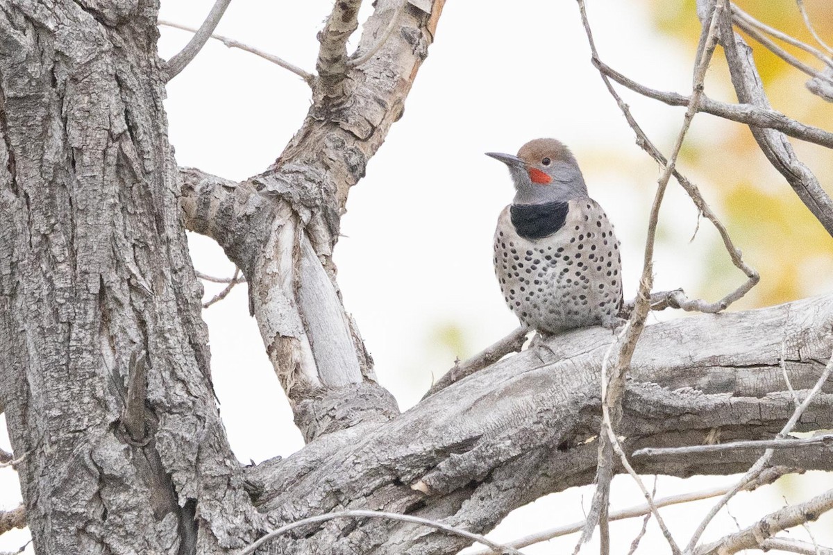 Northern Flicker - ML643312145