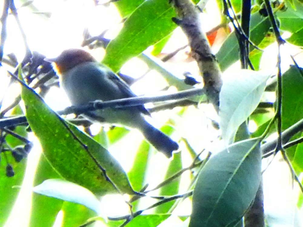 Fulvous-headed Tanager - ML643312146