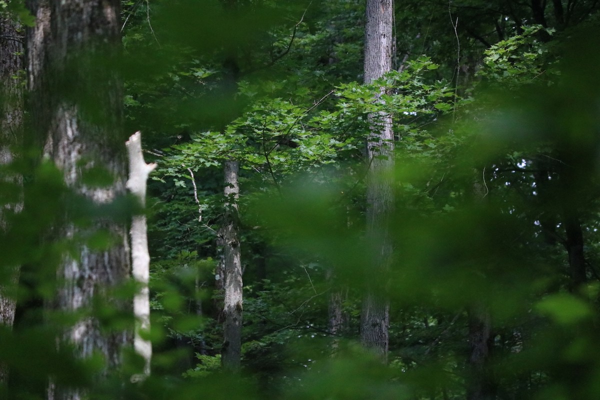 Hooded Warbler - ML643312149