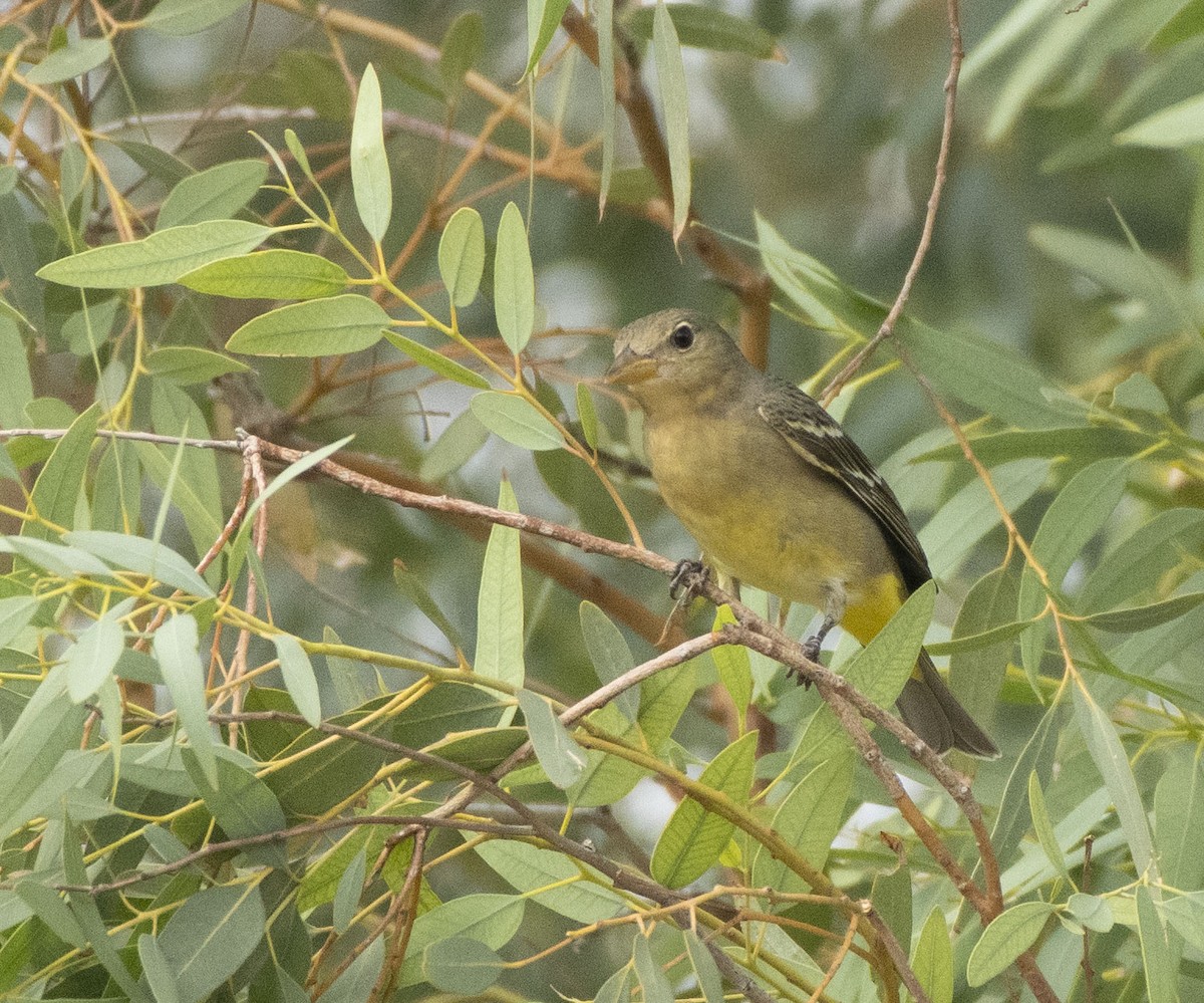 Western Tanager - ML643312150