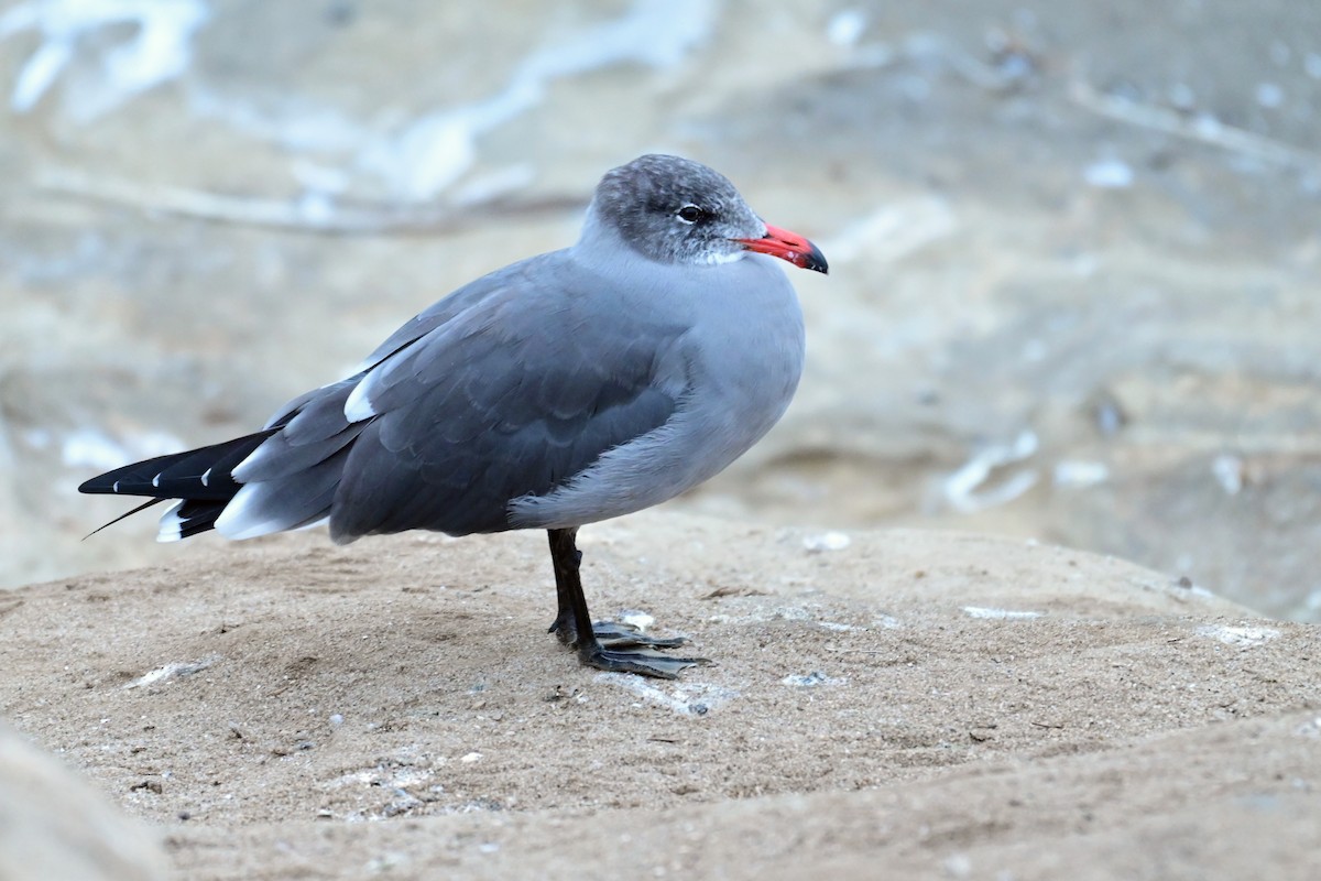 Heermann's Gull - ML643312155