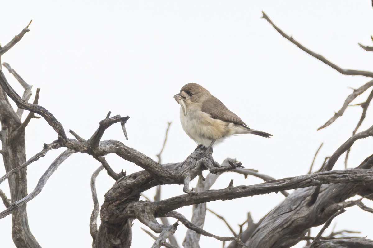 Southern Whiteface - ML643312156