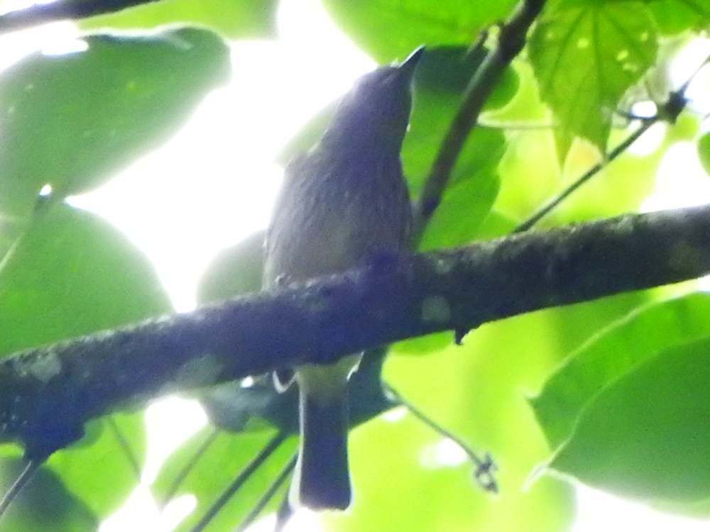 Olive-striped Flycatcher - ML643312162