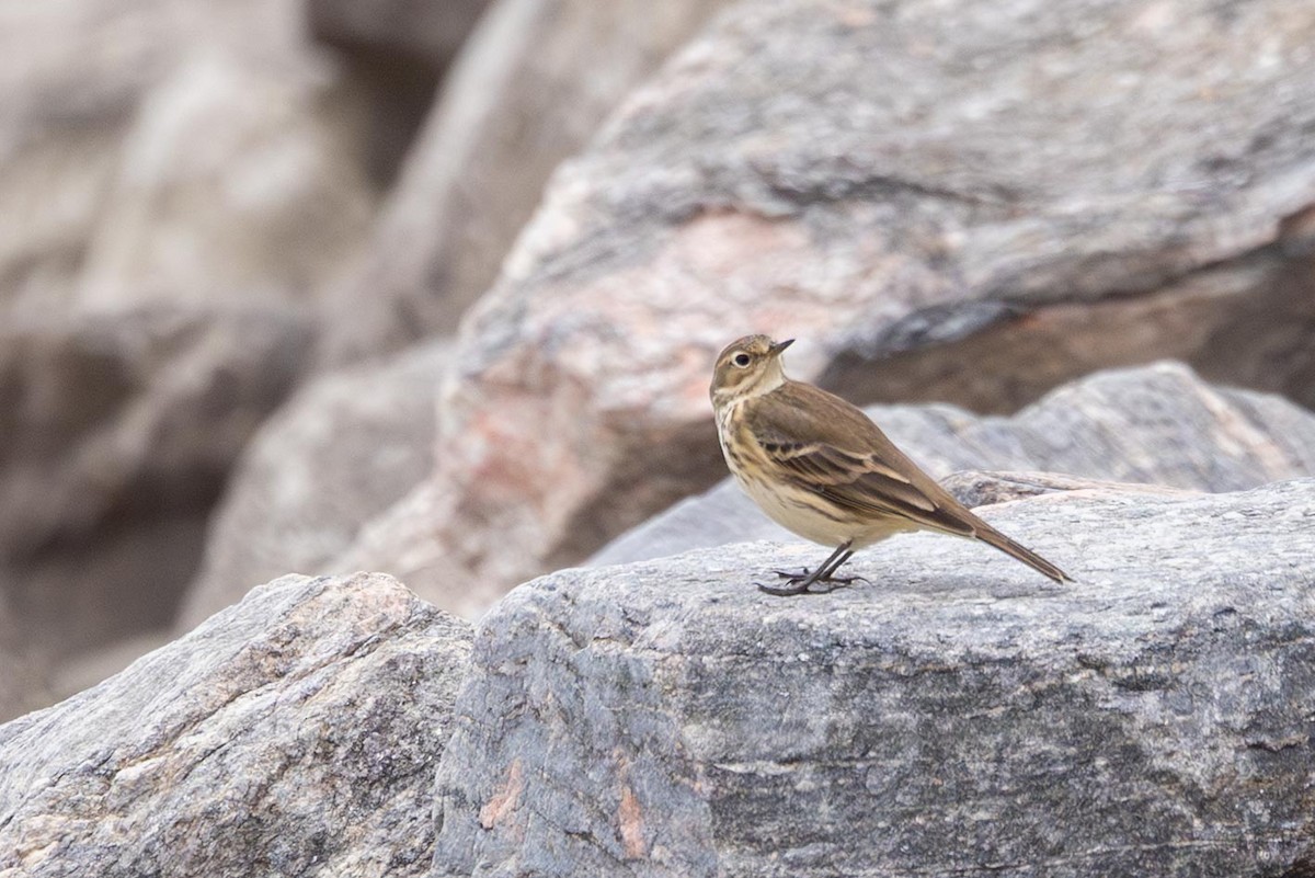 American Pipit - ML643312174